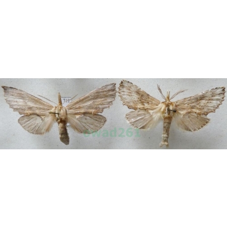 Pterostoma palpina (Clerck, 1759) pair Dzióbica głaszczkówka Czech71l